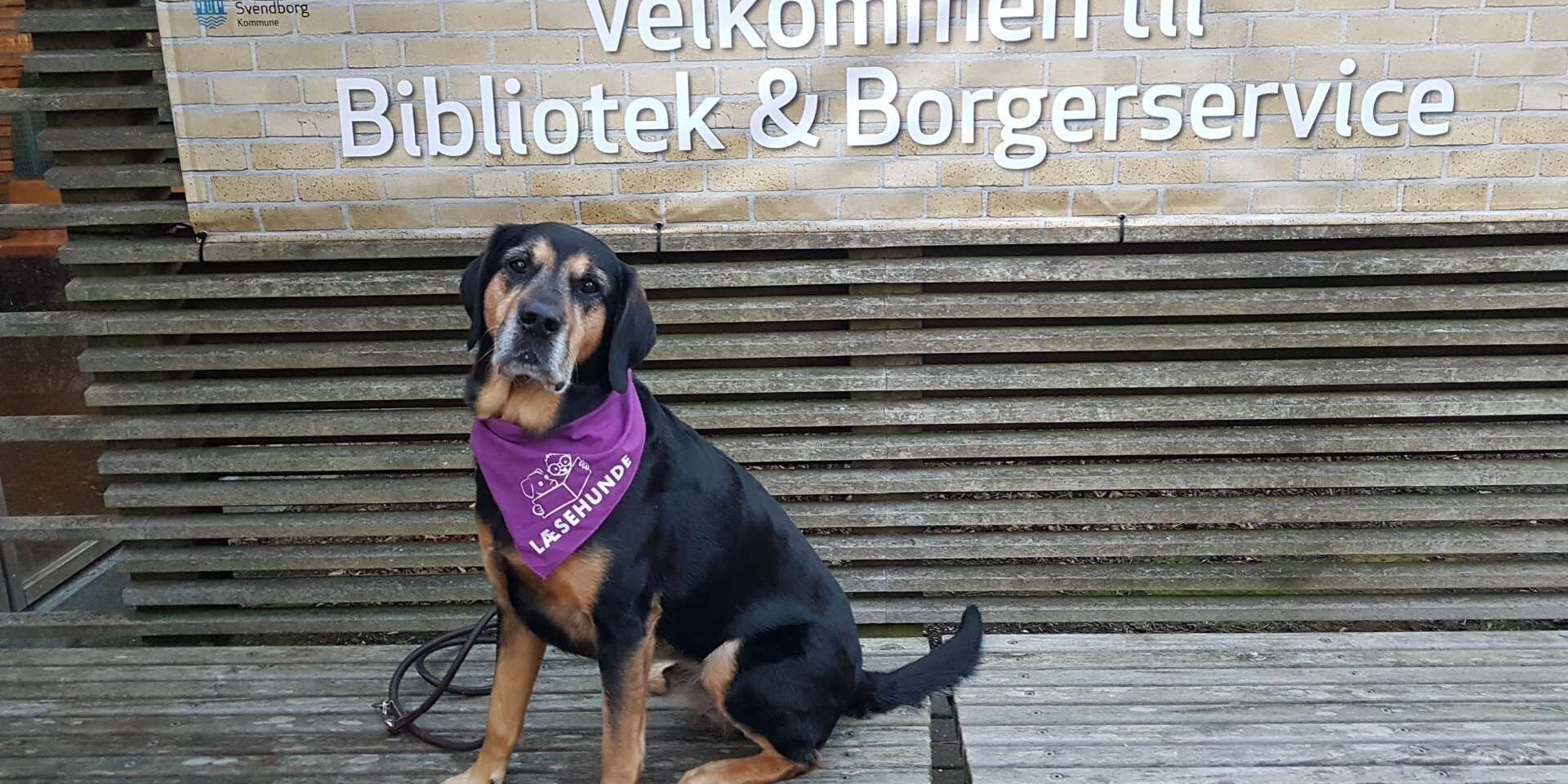 Læsehunden Indy Til børnelørdag kan du møde læsehunden Indy. Foto: Svendborg Bibliotek