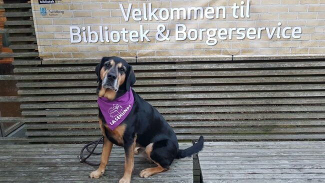 Til børnelørdag kan du møde læsehunden Indy. Foto: Svendborg Bibliotek